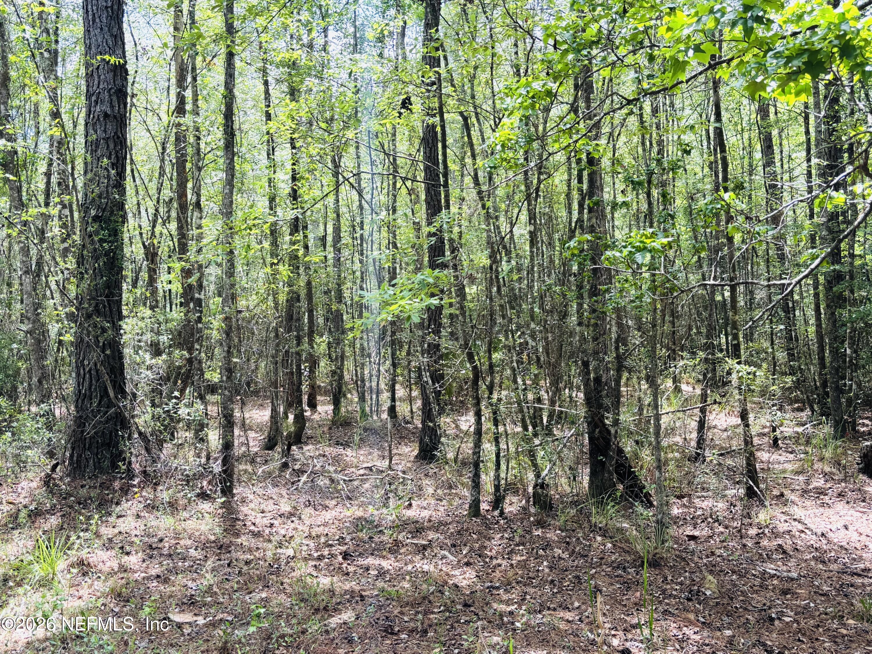0 Lake Hampton Road Hilliard, FL 32046 - Photo 5 of 23 a view of forest