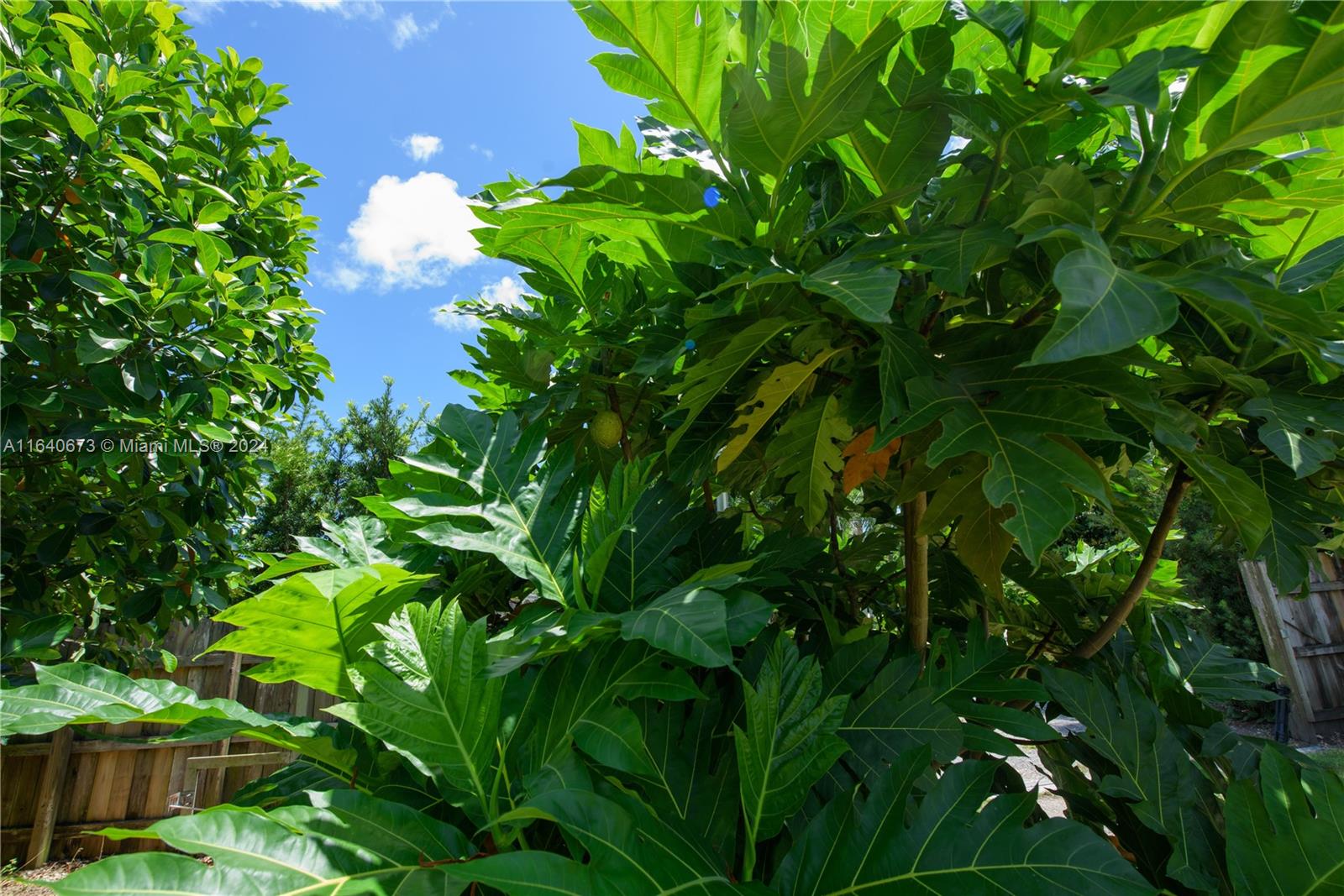 29744 Southwest 170th Avenue Homestead, FL 33030 - Photo 14 of 44 a backyard of a house with lots of green space