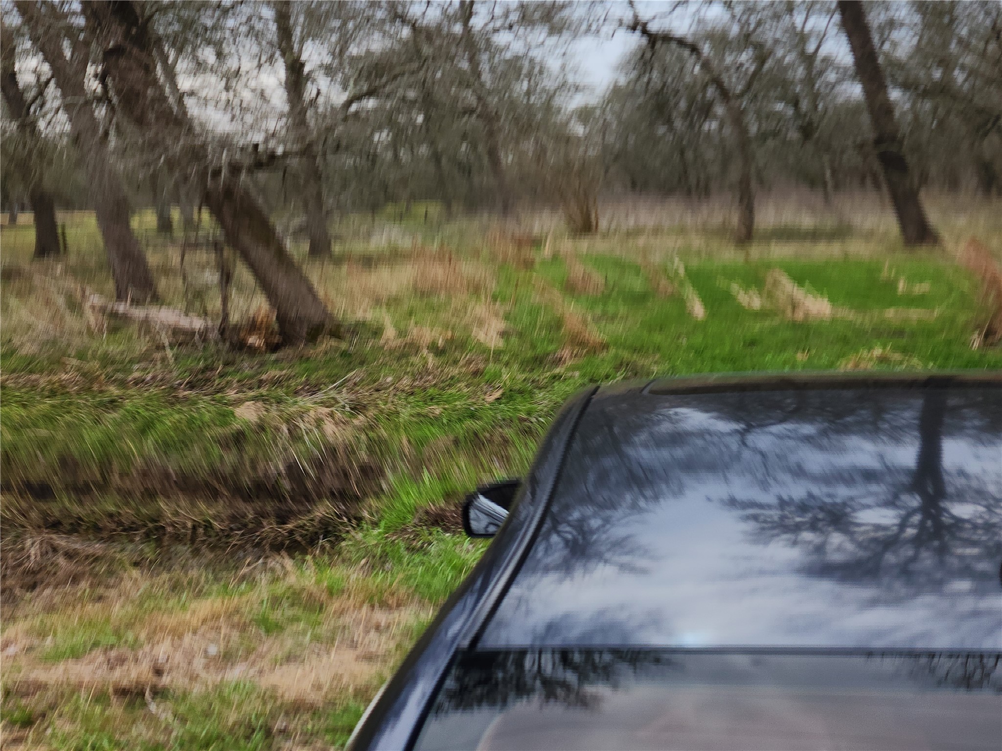 a view of a yard with plants and a bench