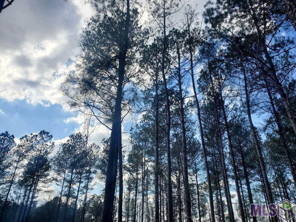 25675 Clyde Blount Road Livingston, LA 70754 - Photo 2 of 7 Gallery Image 2