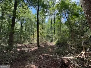 a view of a forest with trees