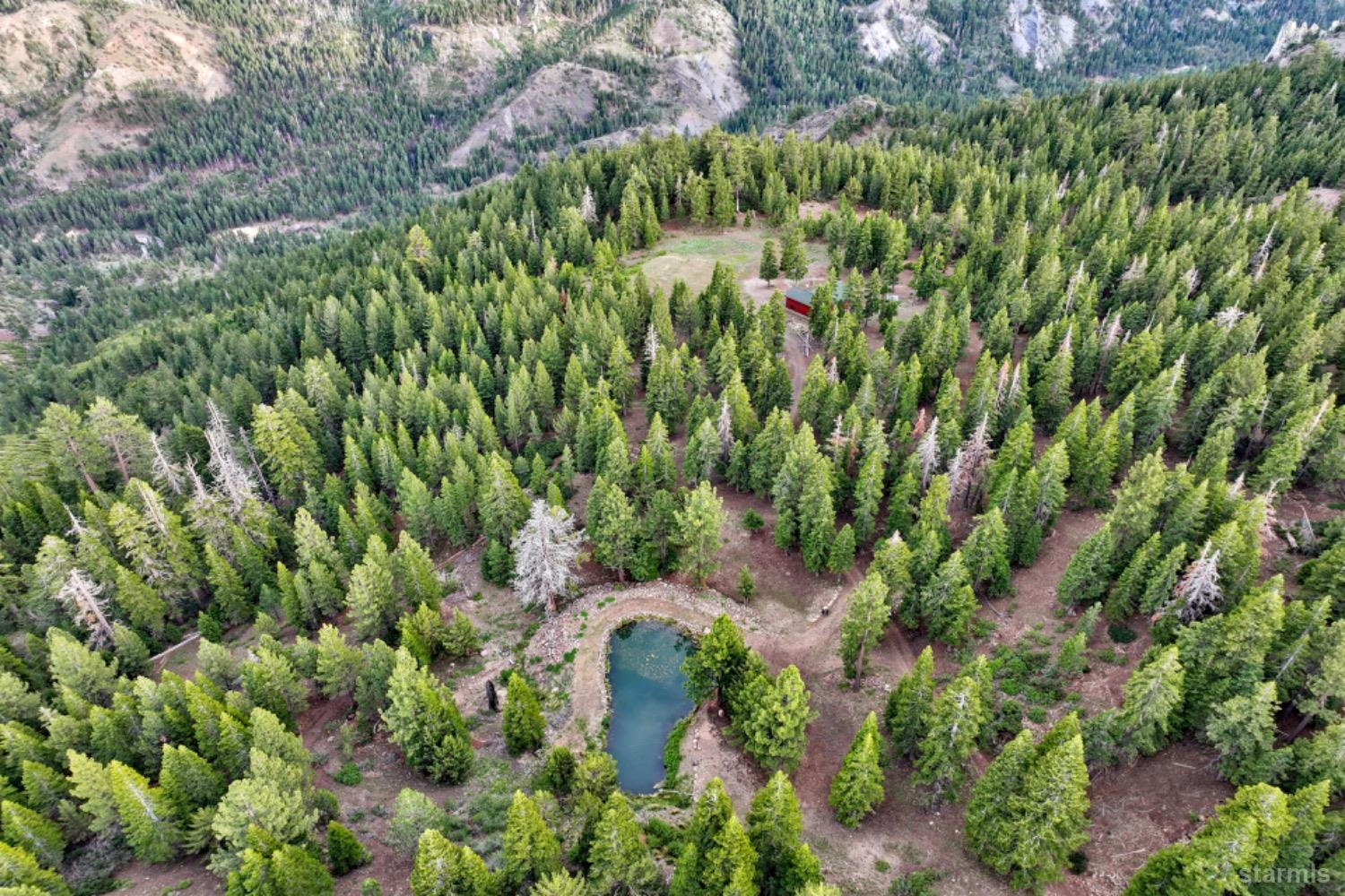 7000 Indian Creek Road Markleeville, CA 96120 - Photo 3 of 39 a view of a garden with a plant