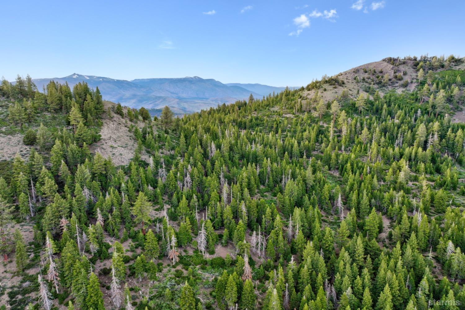 7000 Indian Creek Road Markleeville, CA 96120 - Photo 7 of 39 a view of a lush green forest with a mountain