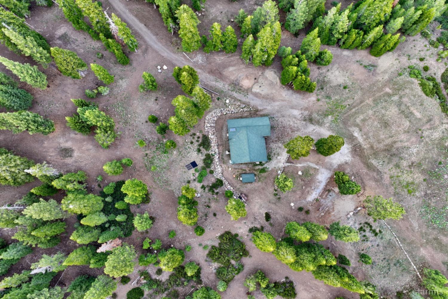 7000 Indian Creek Road Markleeville, CA 96120 - Photo 10 of 39 a plant with lots of flowers