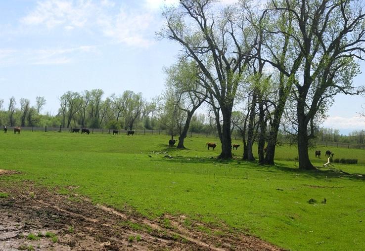5.5-ac Webb Road Anderson, CA 96007 - Photo 12 of 29 a view of a park with large trees