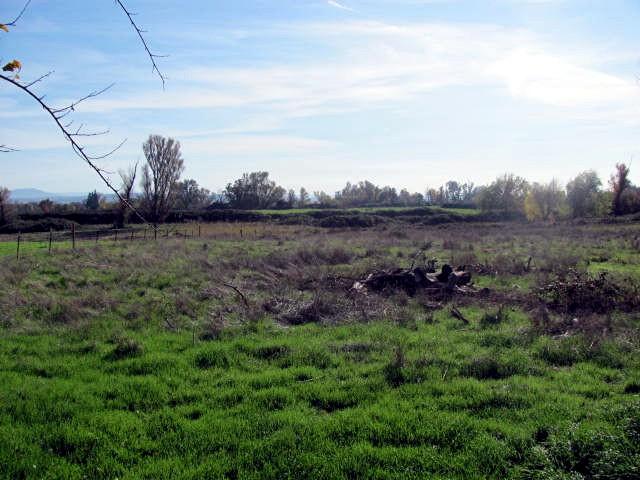 5.5-ac Webb Road Anderson, CA 96007 - Photo 17 of 29 a view of a field of grass and trees