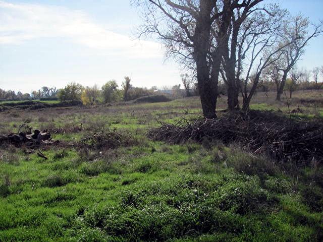 5.5-ac Webb Road Anderson, CA 96007 - Photo 21 of 29 a view of a trees in a field