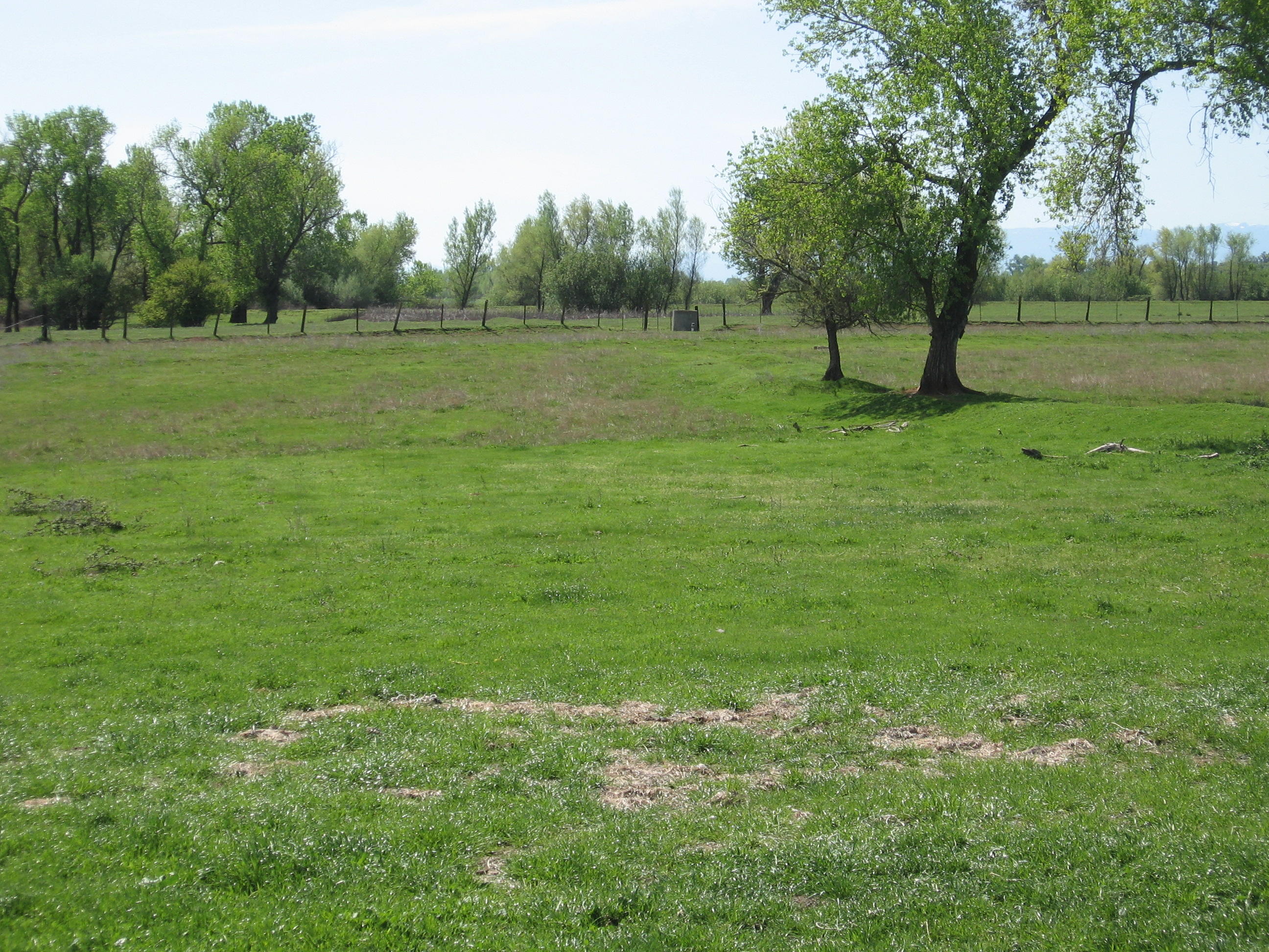 5.5-ac Webb Road Anderson, CA 96007 - Photo 22 of 29 a view of grassy field with trees