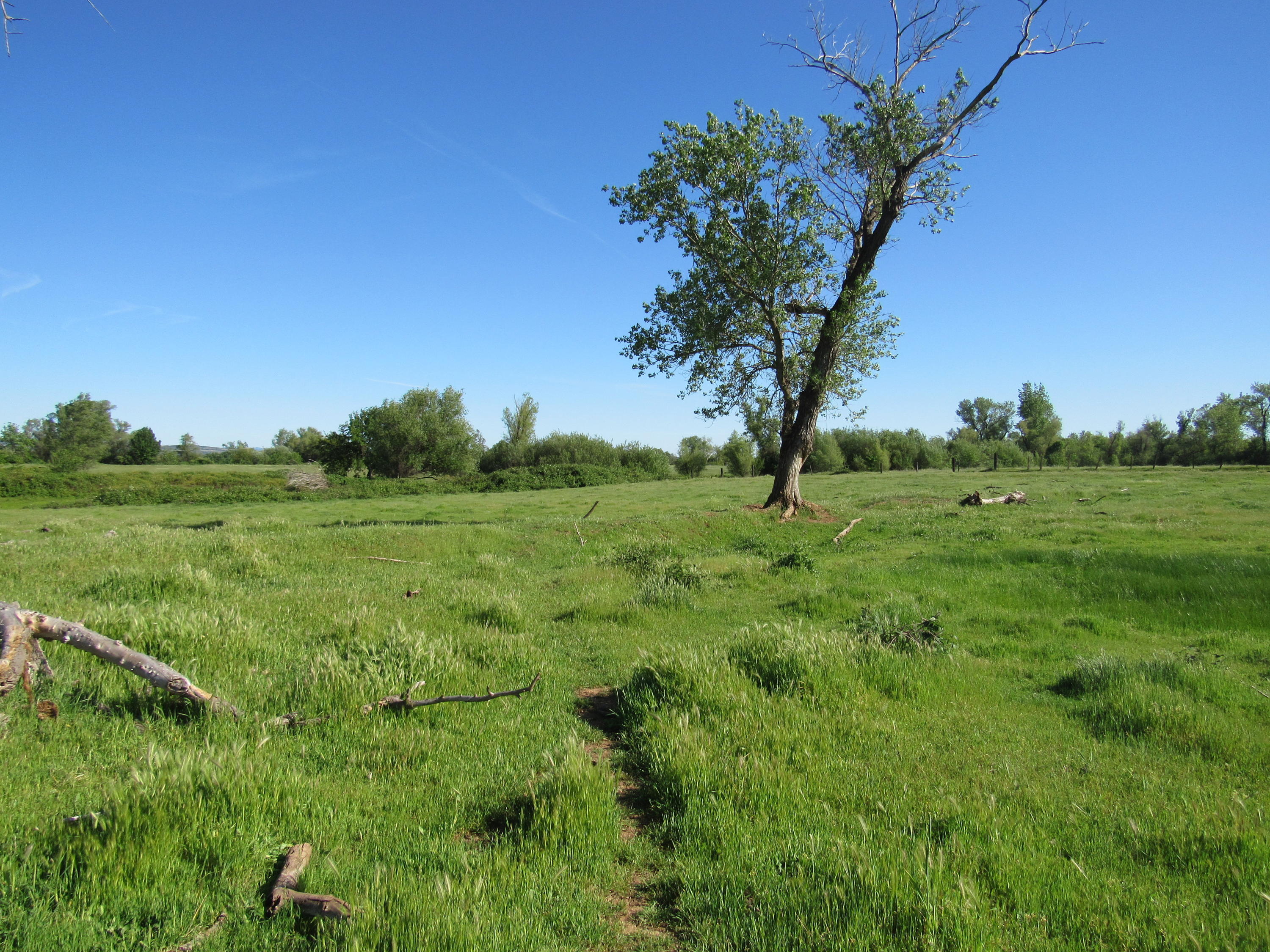 5.5-ac Webb Road Anderson, CA 96007 - Photo 23 of 29 a big yard with lots of green space