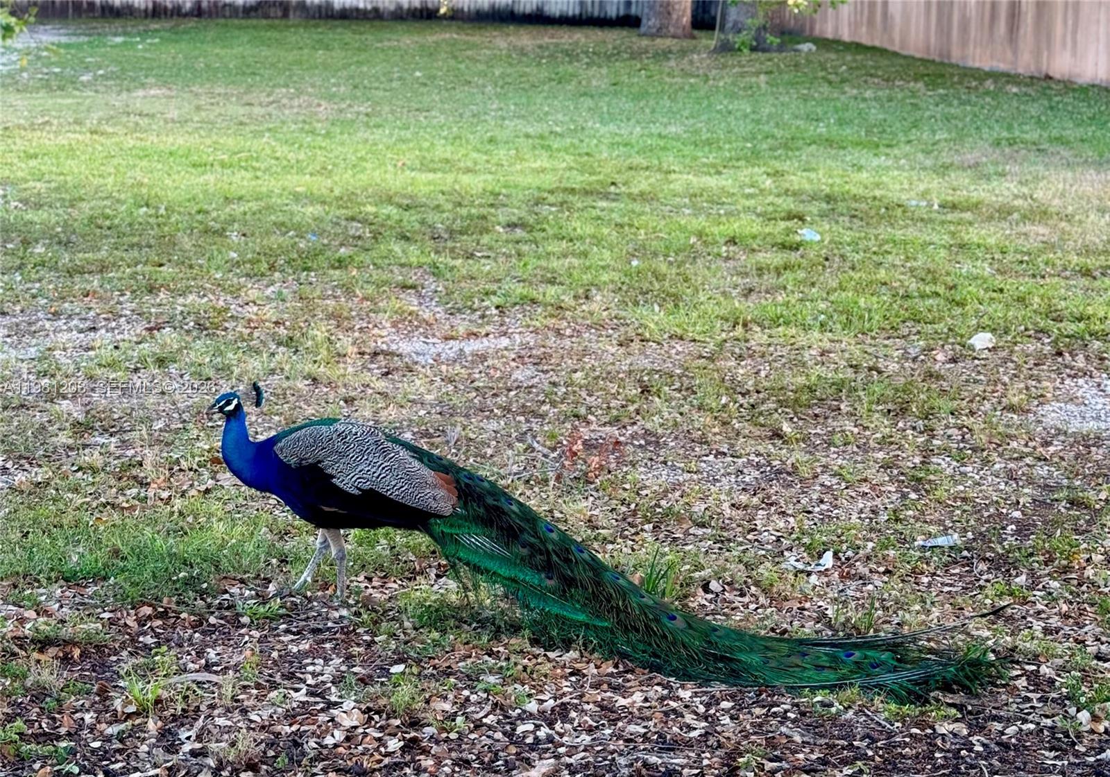 2630 Southwest 28th Street, Unit 1 Miami, FL 33133 - Photo 25 of 33 The Peacock City, aka Coconut Grove, is home to many a wild free-roaming Peacock as shown here in the neighborhood.