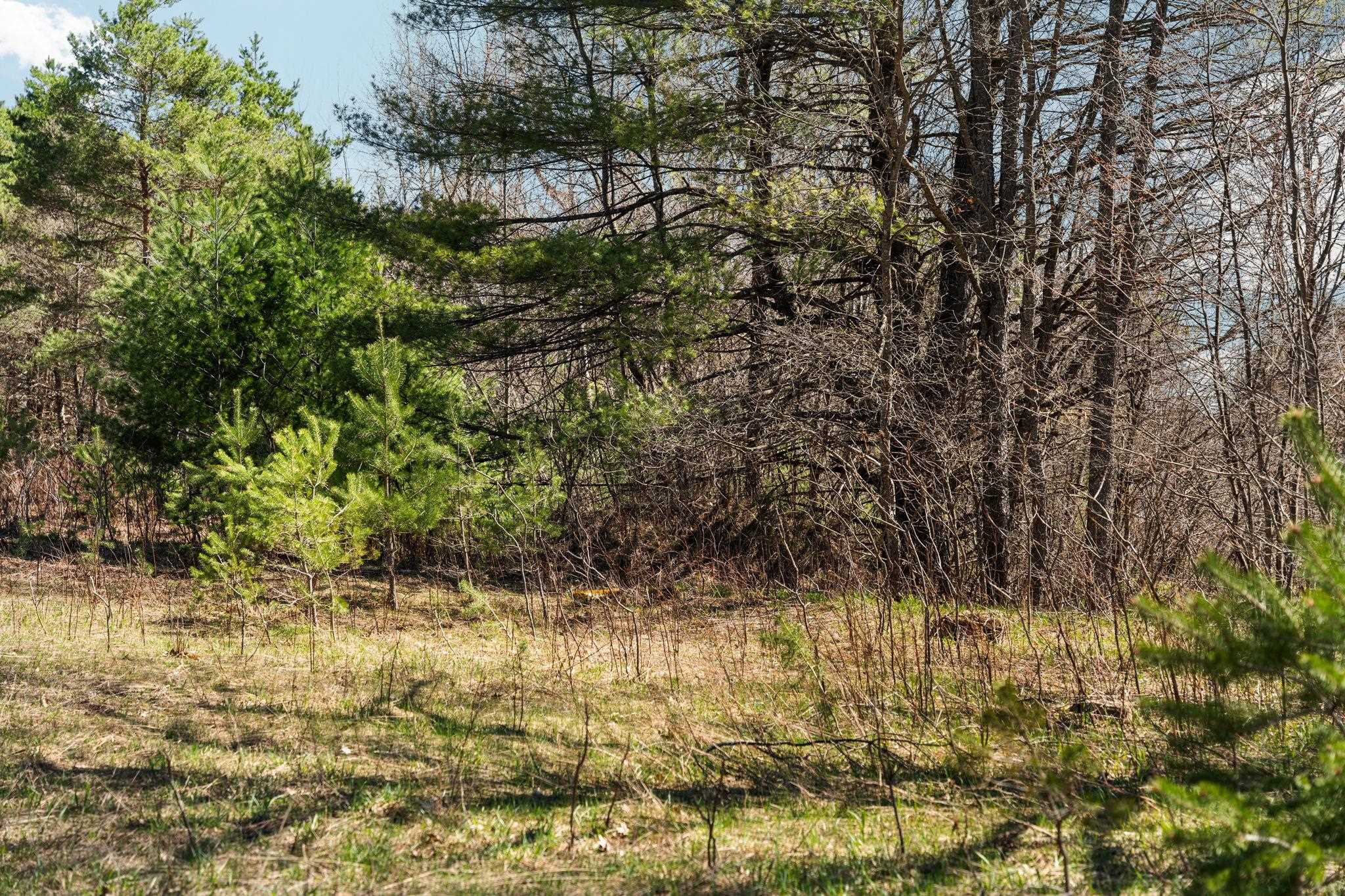 0 Ingersoll Road South Boardman, MI 49680 - Photo 19 of 19 1944238-1c9e0537-b1be-4ad7-bd86-e27ef664132b.JPG
