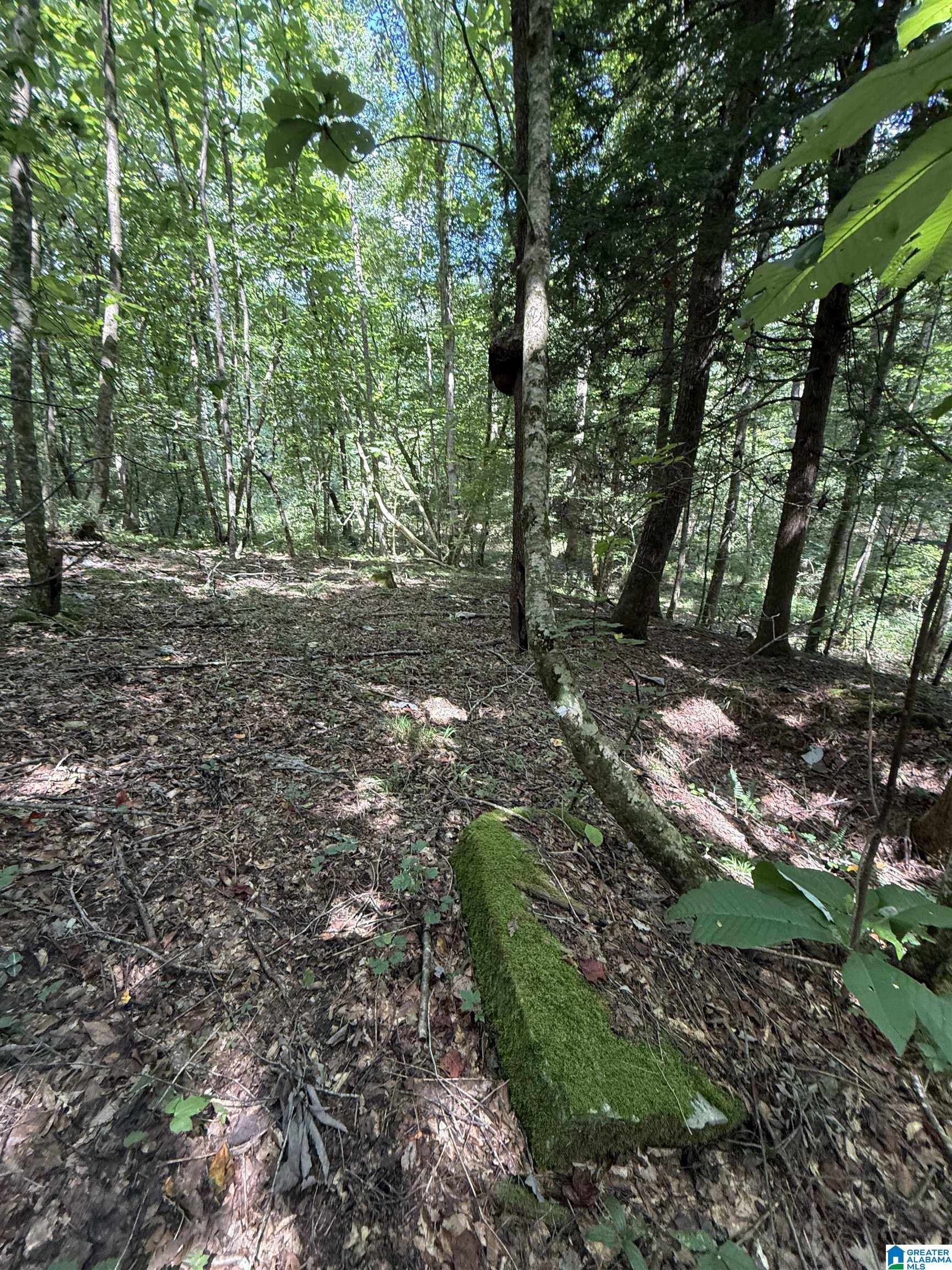2 County Road 2, Unit 50 / ACRES Double Springs, AL 35553 - Photo 60 of 79