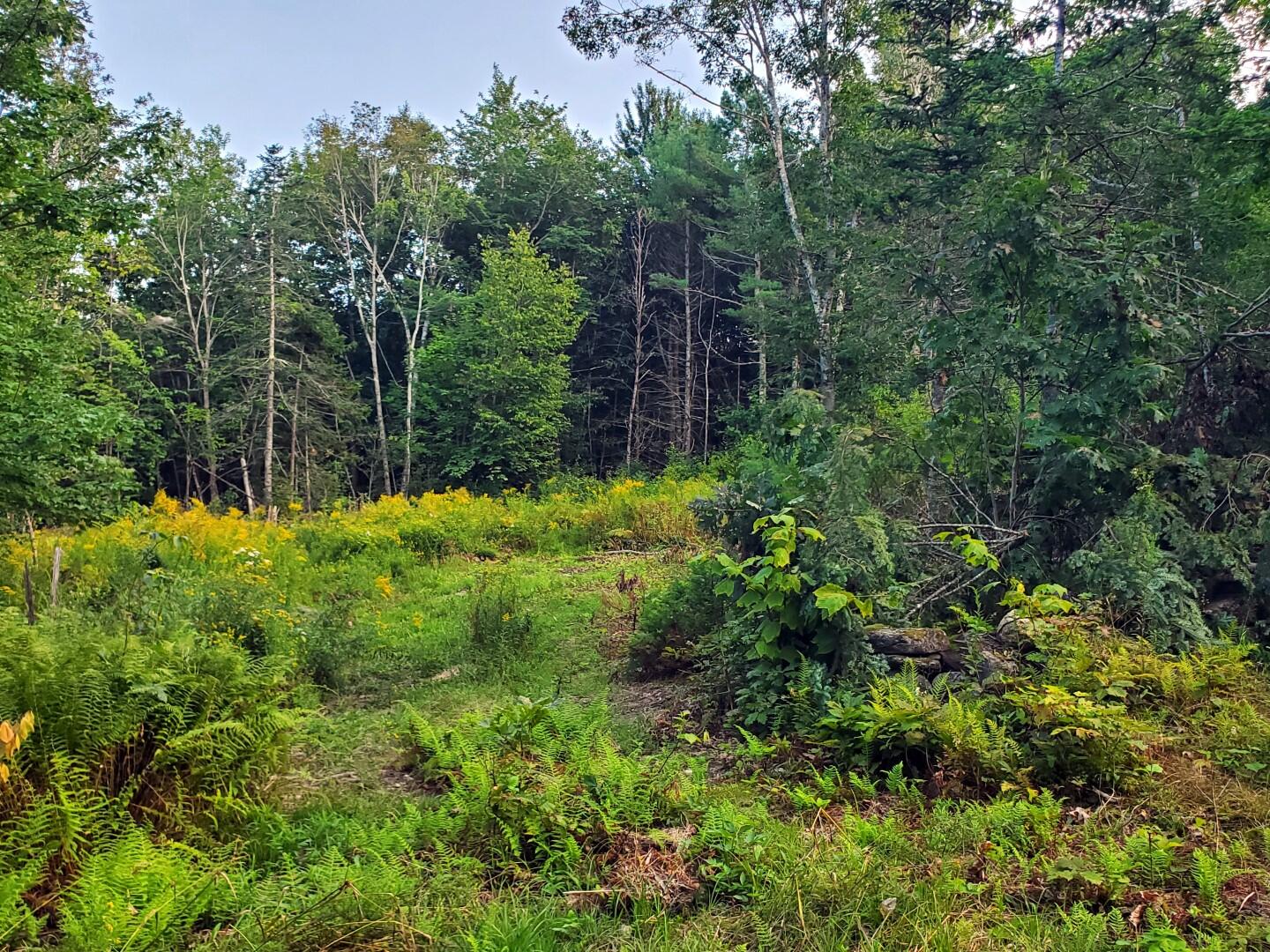 74 Flanders Road Northport, ME 04849 - Photo 7 of 11 20240821_181351-001 (Large)