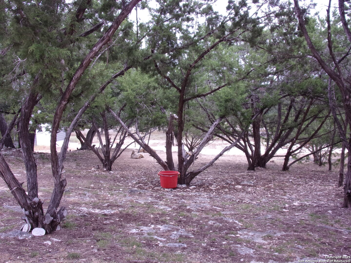 2471 Rolling River Spring Branch, TX 78070 - Photo 20 of 24 a view of a tree in the backyard of a house