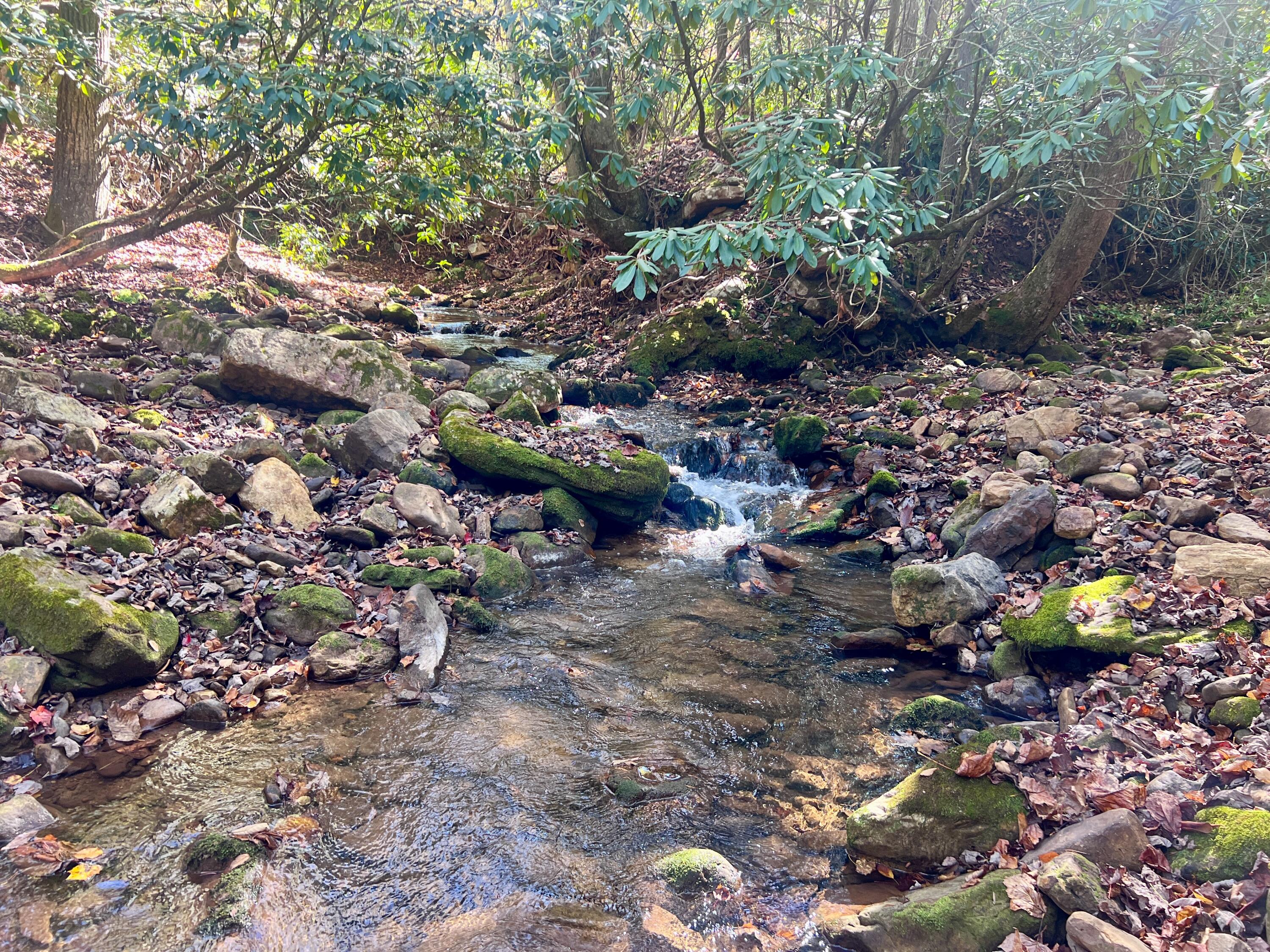 1504 Hutchison Road Newport, VA 24128 - Photo 42 of 99 a view of a tree in a yard