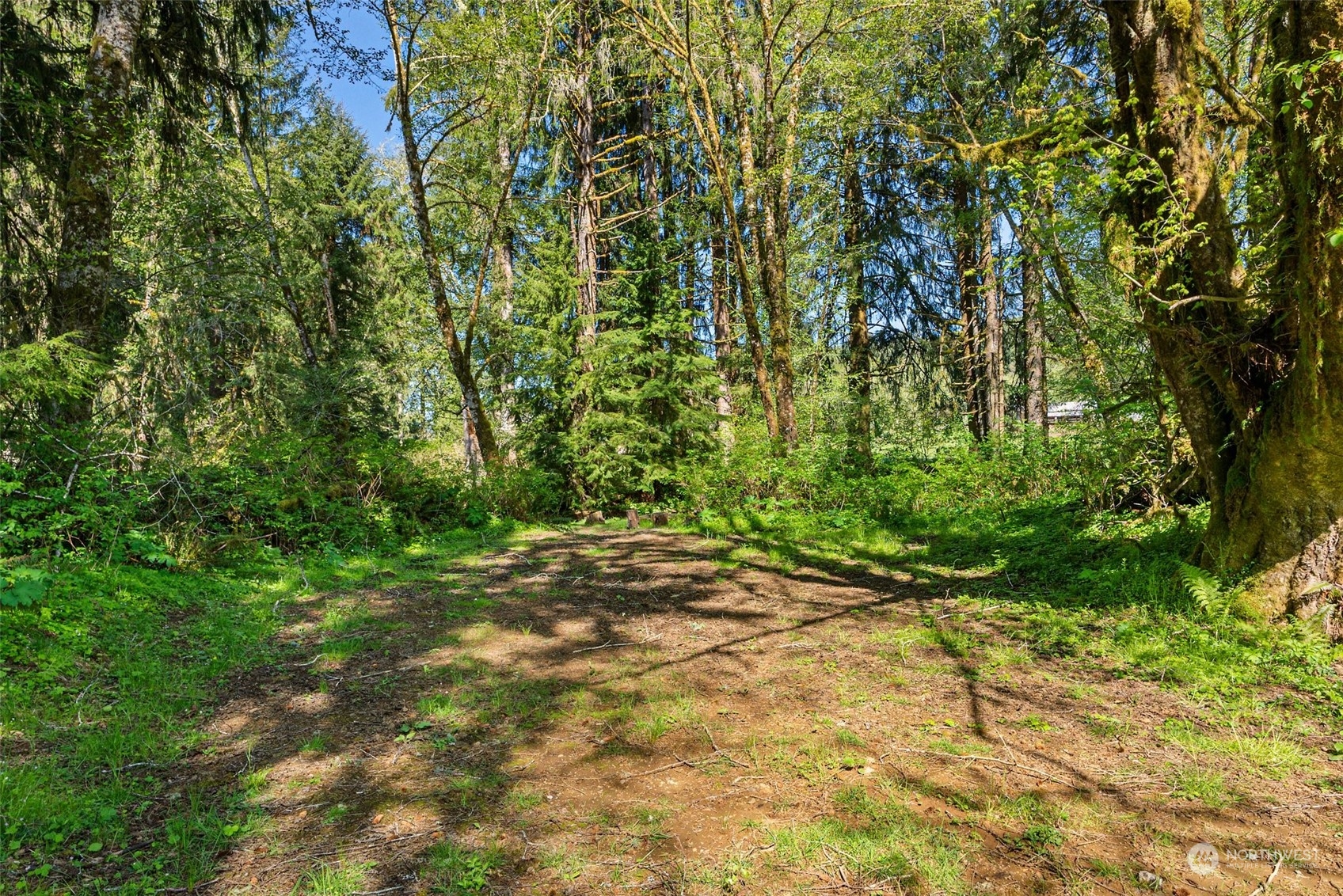 47 Zowadski Road Raymond, WA 98577 - Photo 39 of 40 a view of a yard with plants and trees