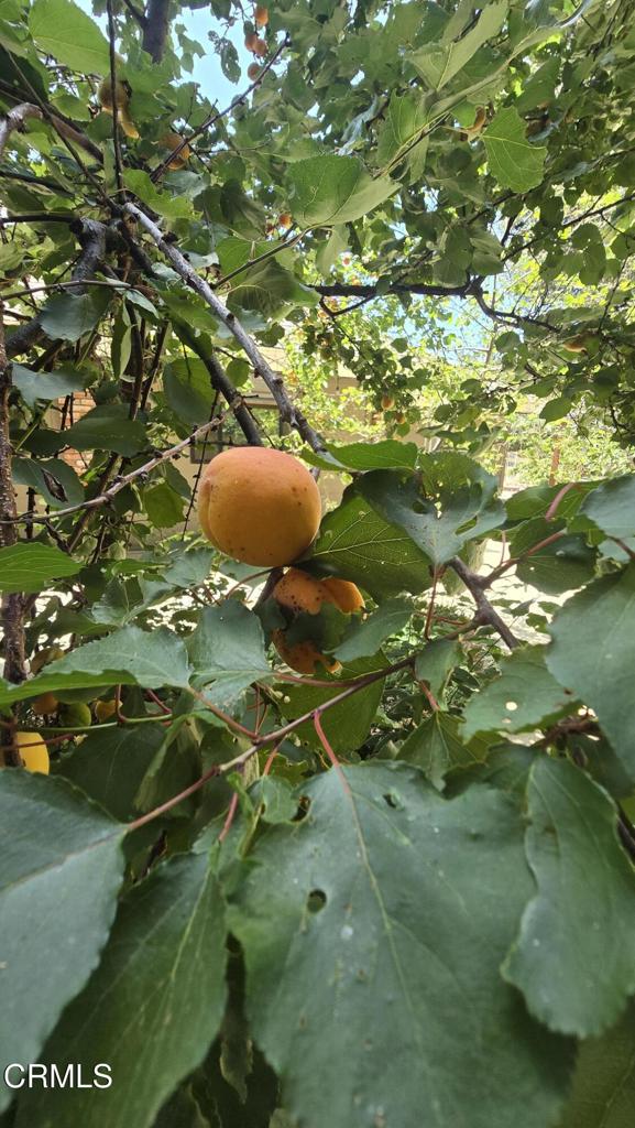 51793 Quail Ridge Road Oakhurst, CA 93644 - Photo 69 of 70 1000011220