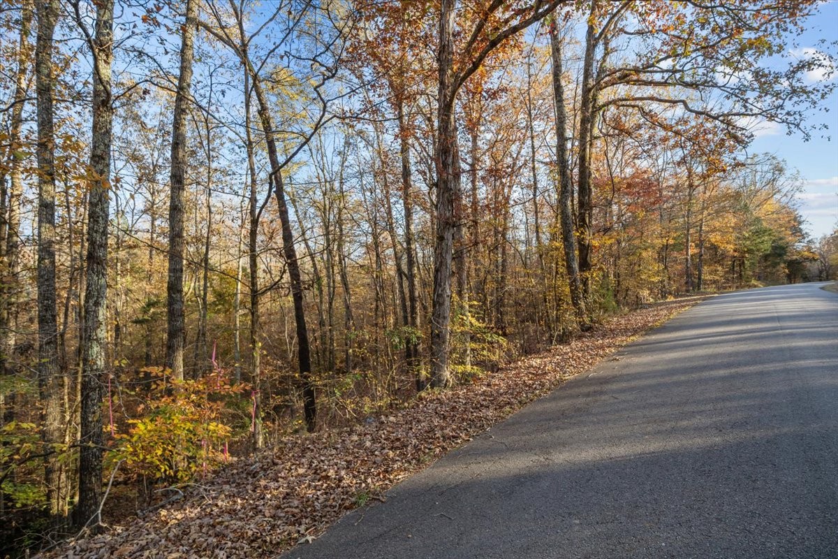 0 Cuba Landing Road Waverly, TN 37185 - Photo 4 of 22 a view of a forest covered with trees