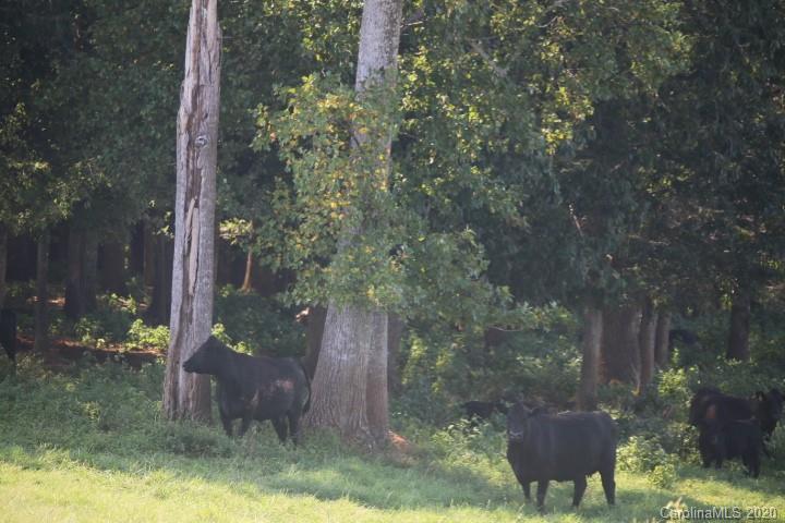 1949 Huckleberry Ridge Road Hiddenite, NC 28636 - Photo 14 of 31 a backyard of a house with lots of green space