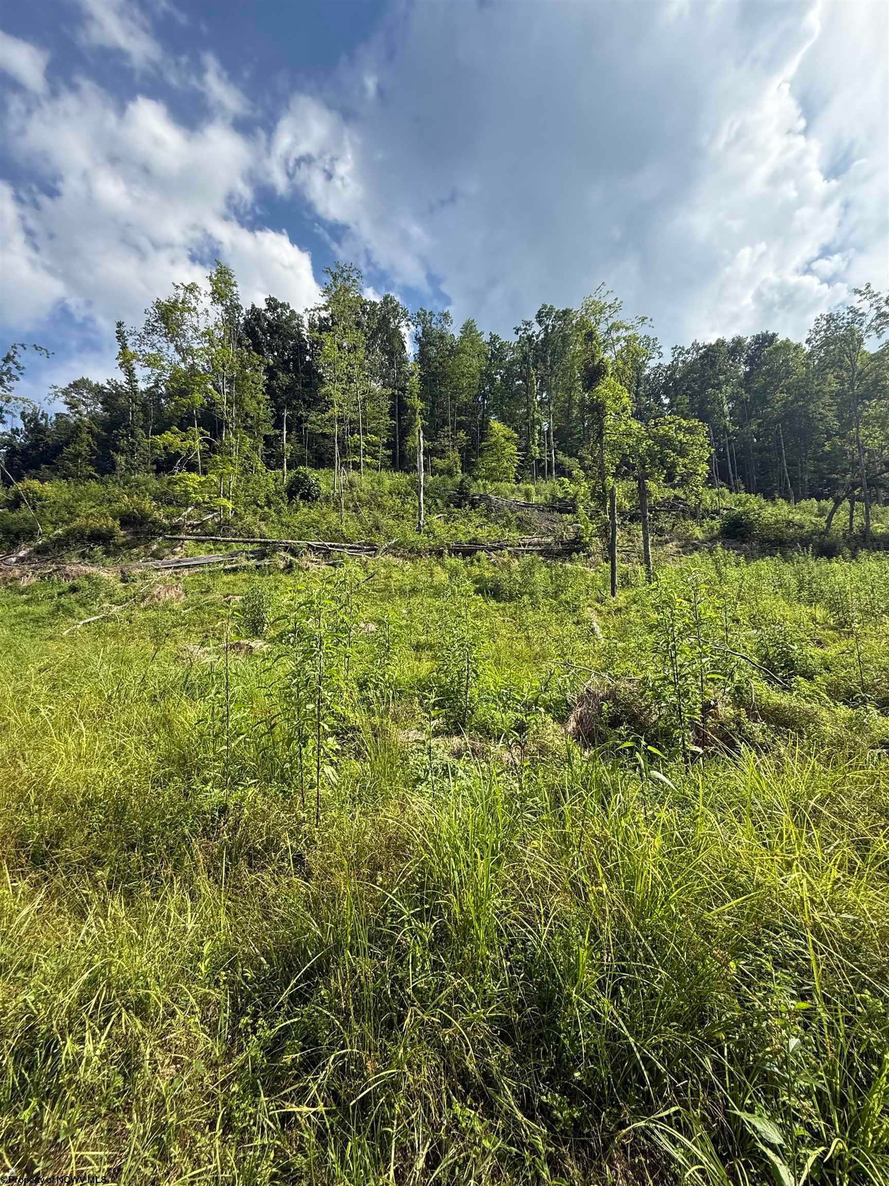 Tbd Knights Fork Road West Union, WV 26456 - Photo 8 of 13 Gallery Image 8