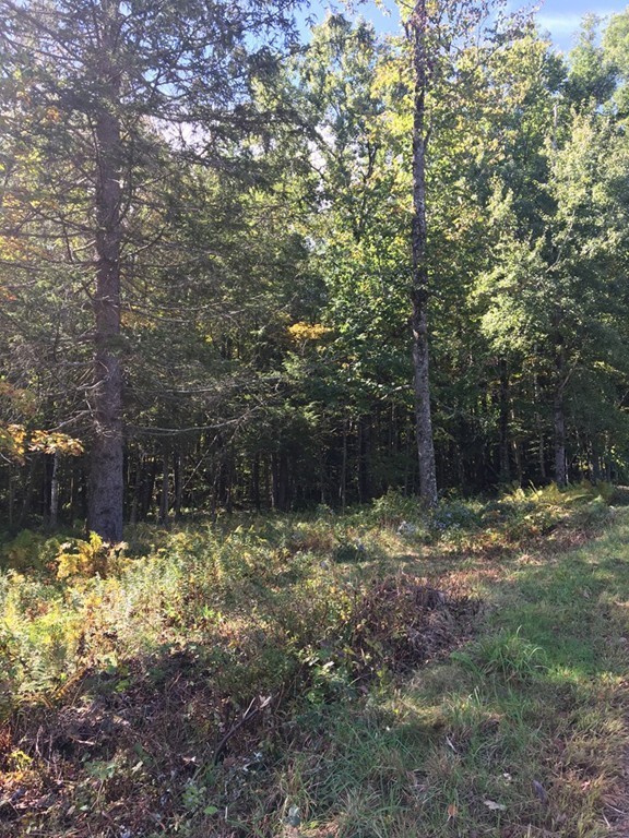 0 Baptist Corner Road Ashfield, MA 01330 - Photo 6 of 7 a view of a yard with a tree