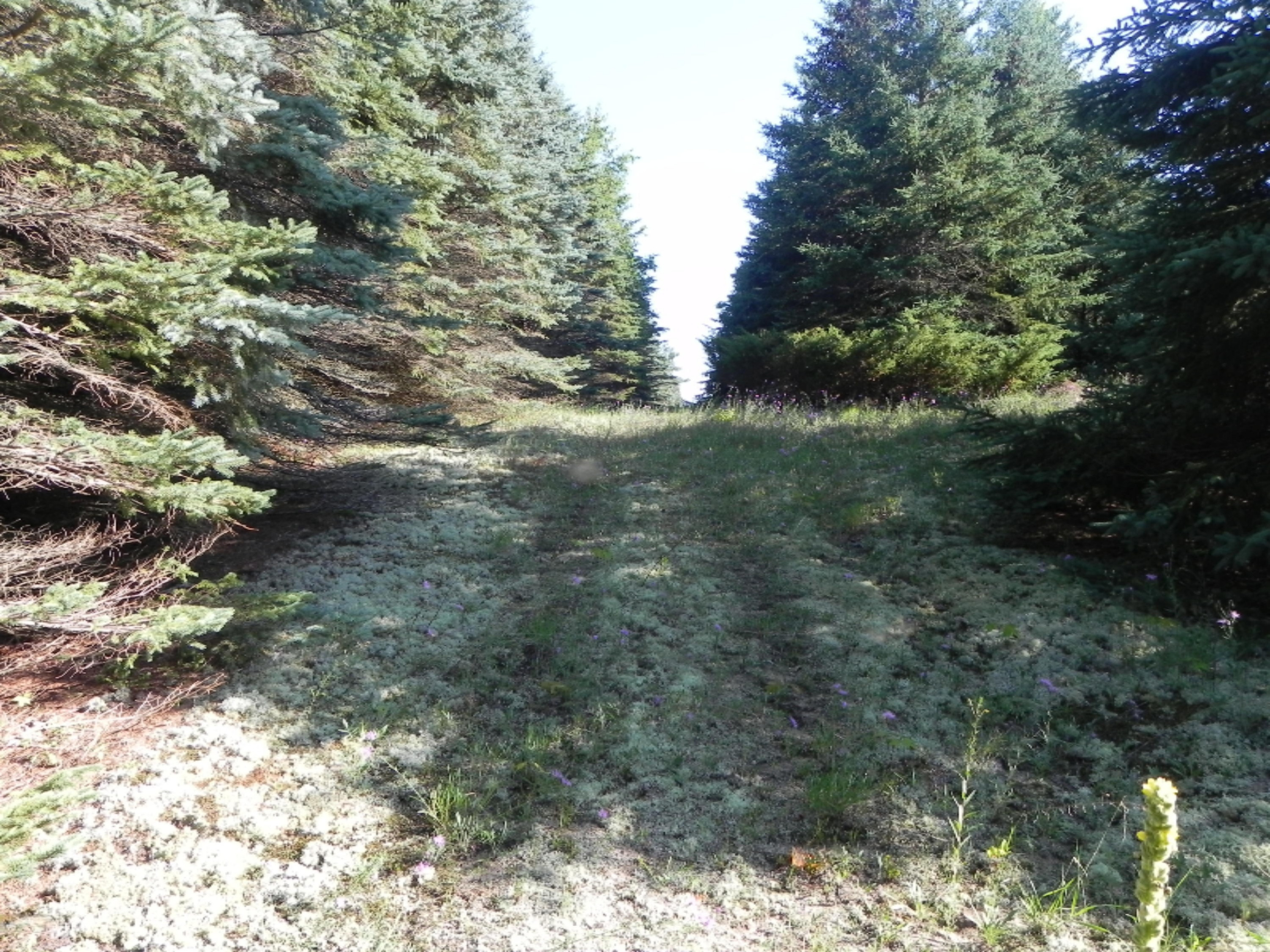 10307 Homestead Road Beulah, MI 49617 - Photo 41 of 56 020
