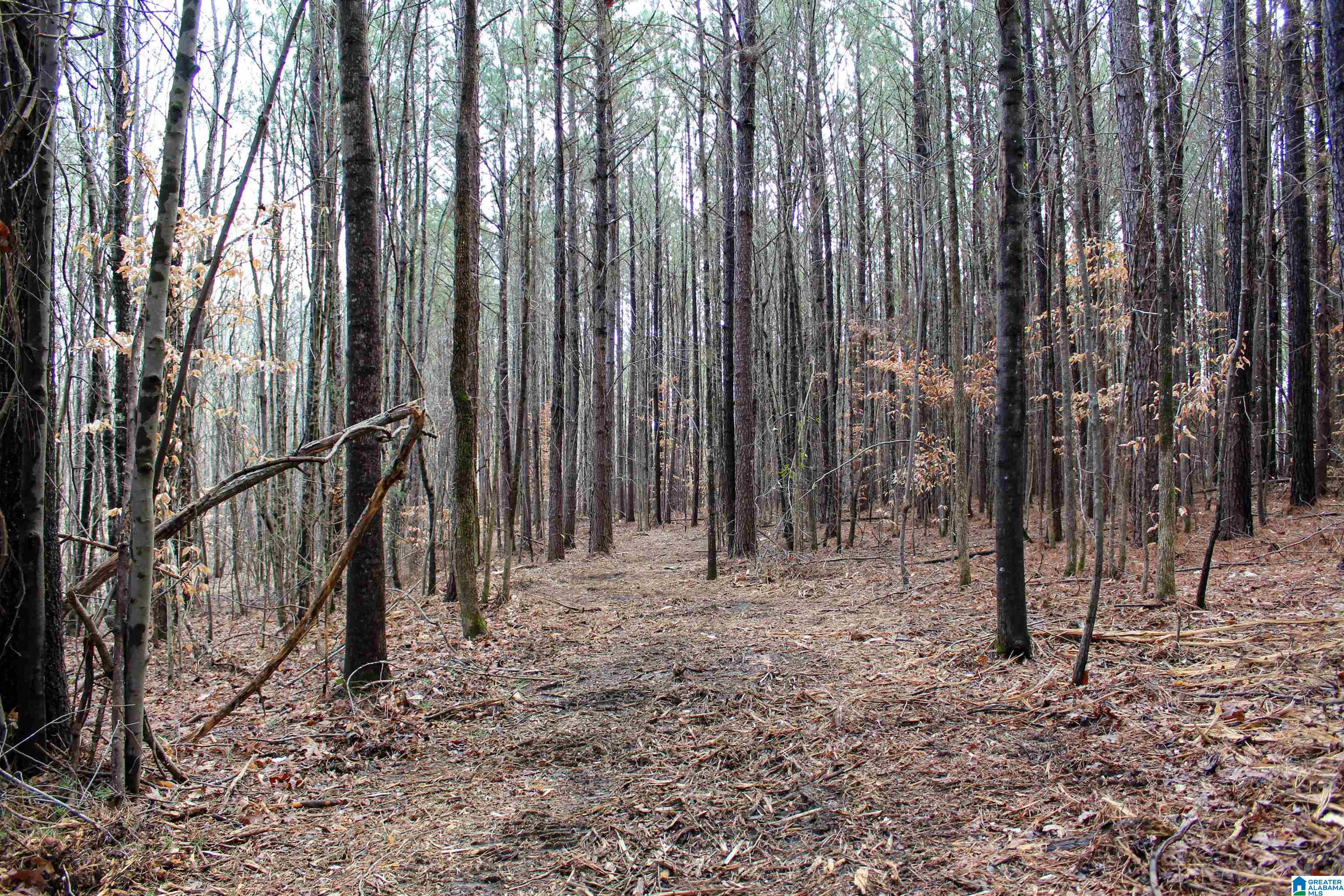 2327 Jett Town Road Mulga, AL 35118 - Photo 14 of 33