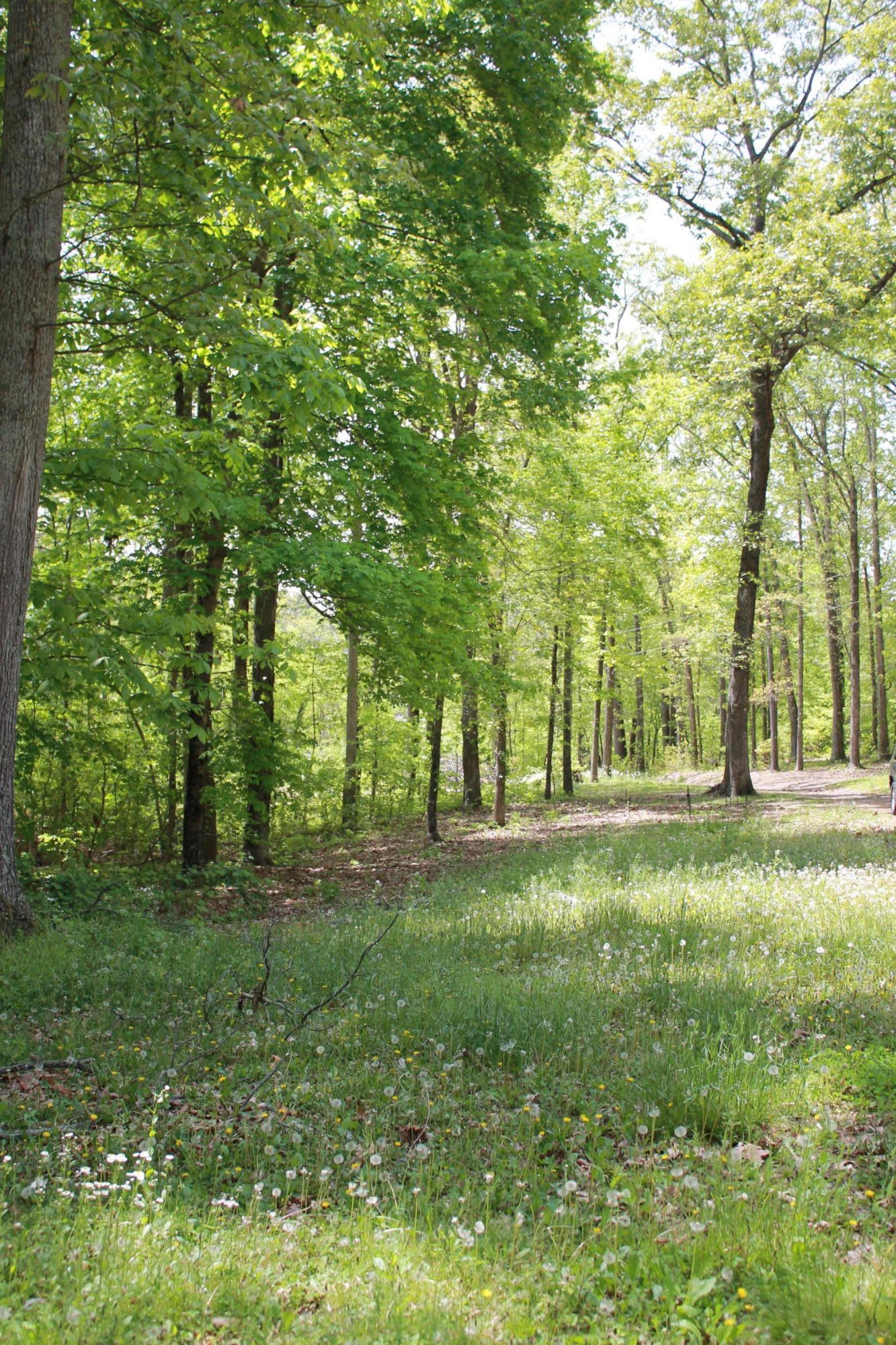 330 Ailey Road Dandridge, TN 37725 - Photo 14 of 20 IMG_6419