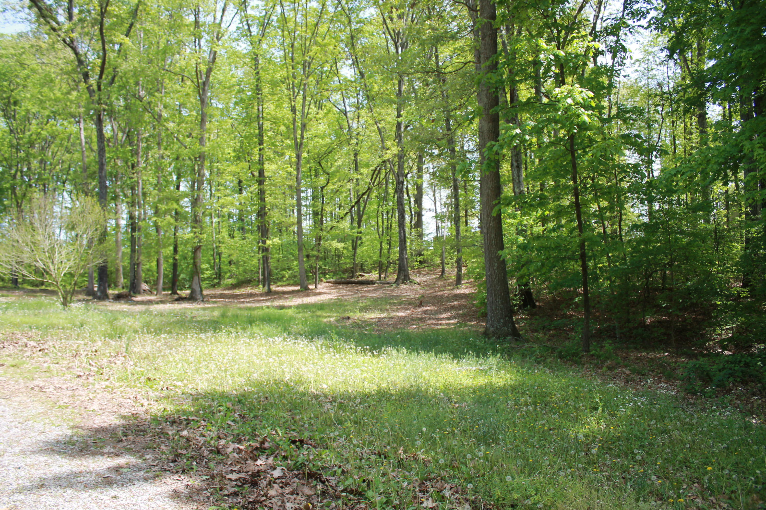 330 Ailey Road Dandridge, TN 37725 - Photo 9 of 20 IMG_6410