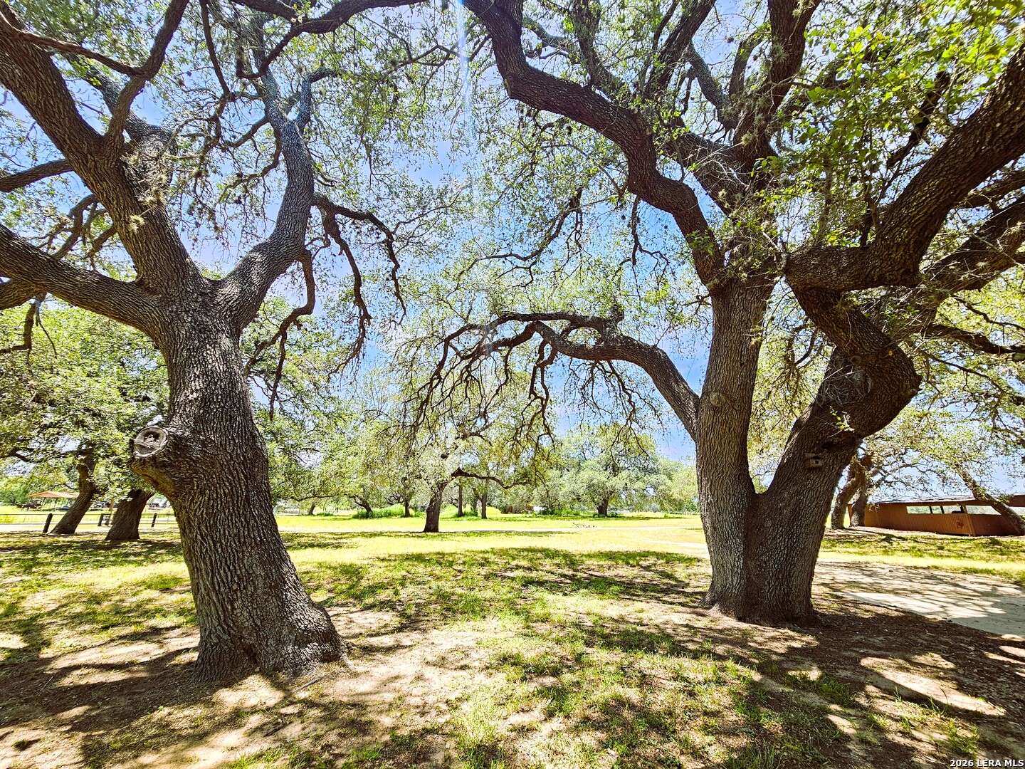 799 County Road 6612 Devine, TX 78016 - Photo 30 of 32 a view of a tree in the yard with a tree