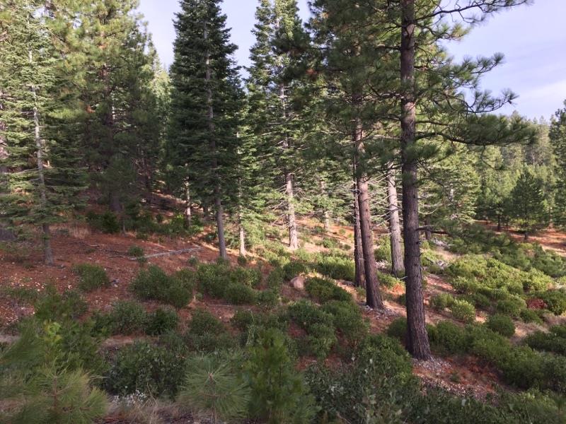 Lot #39 Pinnacle Road Weed, CA 96094 - Photo 1 of 1 Gallery Image 1