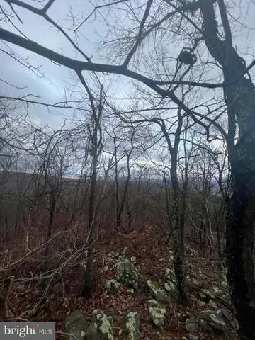 a view of a yard with large tree
