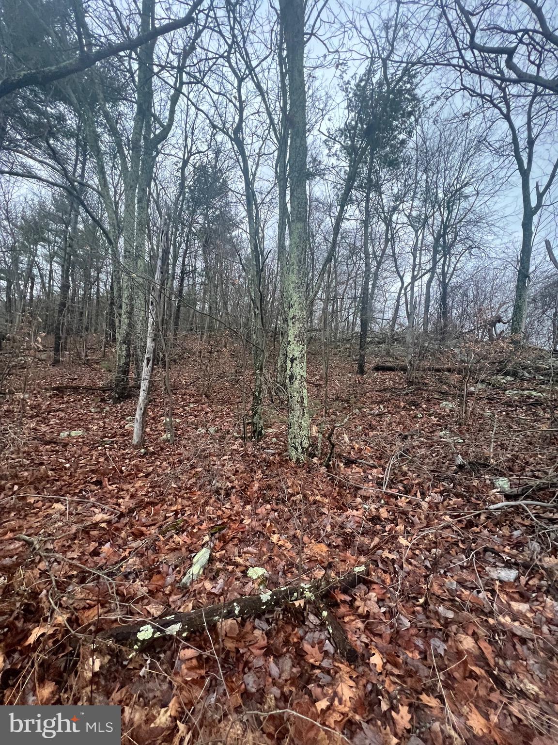17629 Shirleys Knob Road Mapleton Depot, PA 17052 - Photo 3 of 6 a backyard of a house with lots of green space