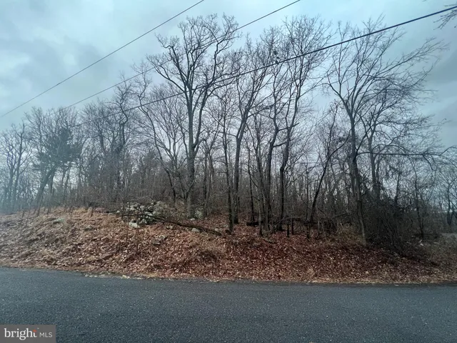 a view of a forest filled with trees