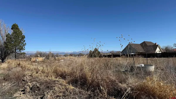 a view of a dry yard with trees