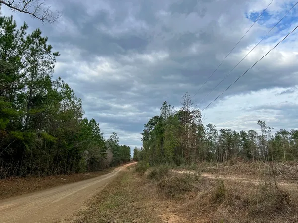 a view of a big yard with large trees
