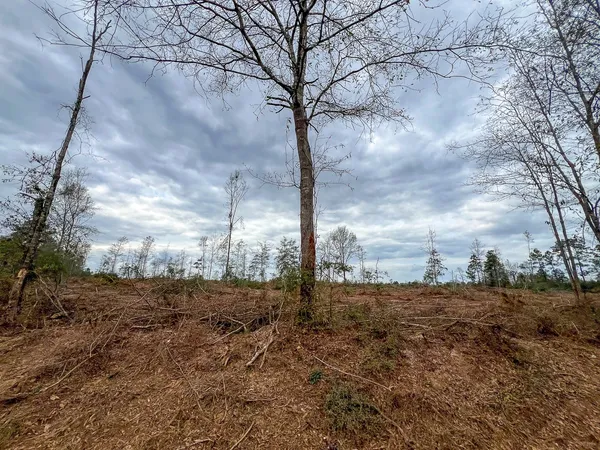 a view of a yard with trees