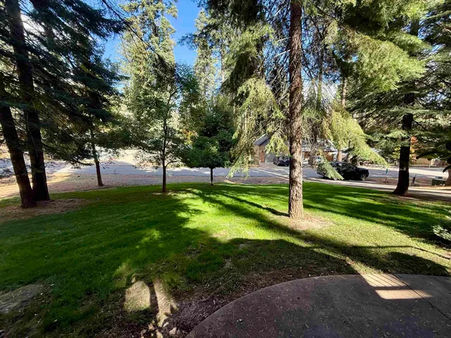 a view of a park with large trees
