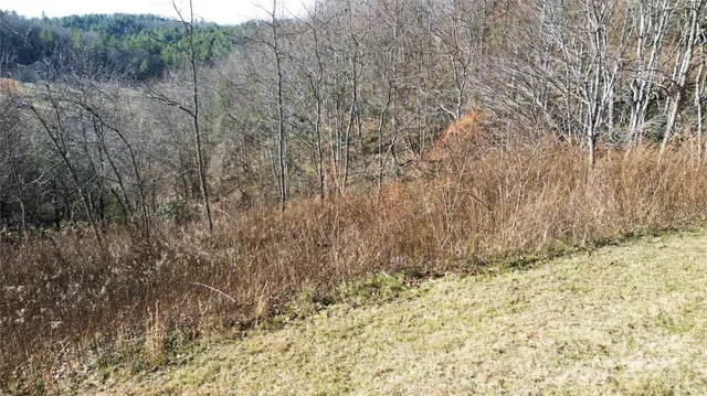 a view of a yard with trees
