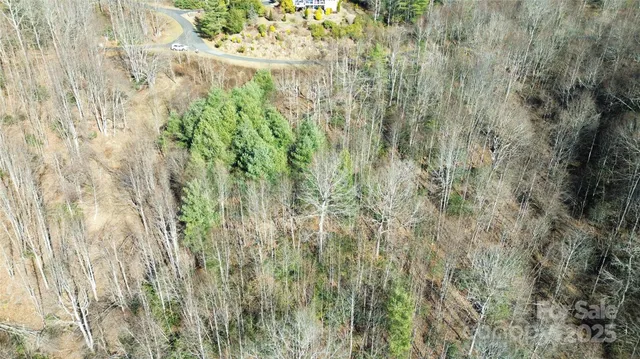 a closeup of a plant