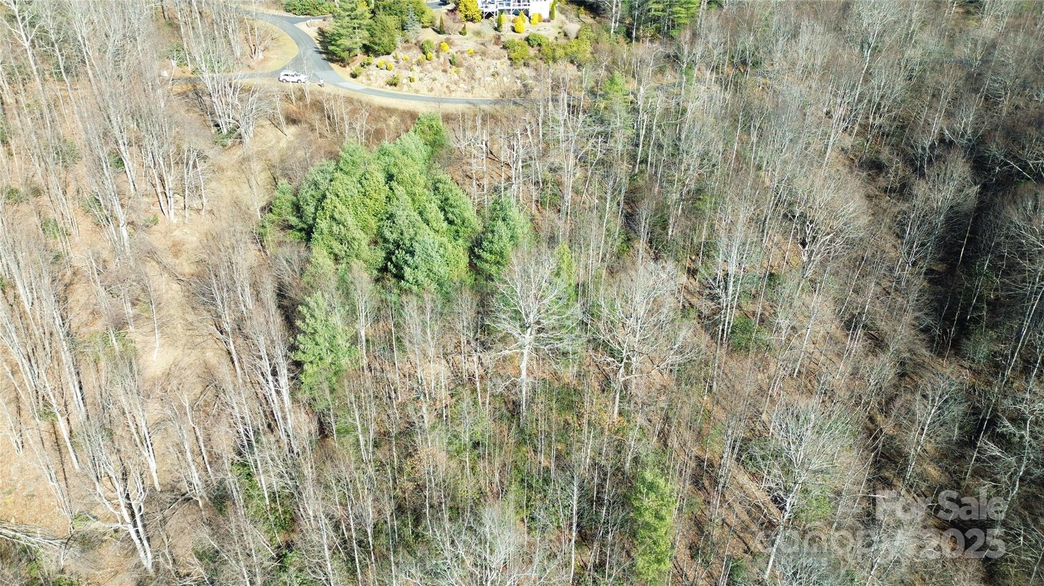 0 Old River Road West Jefferson, NC 28694 - Photo 4 of 12 a closeup of a plant