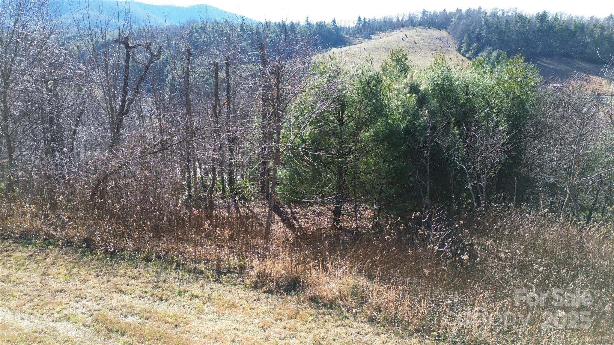 0 Old River Road West Jefferson, NC 28694 - Photo 10 of 12 a view of forest