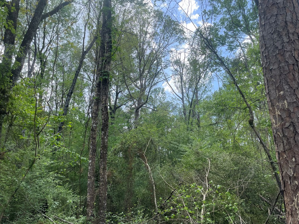 2687 Bethel Road Liberty, MS 39645 - Photo 14 of 17 Photo 14