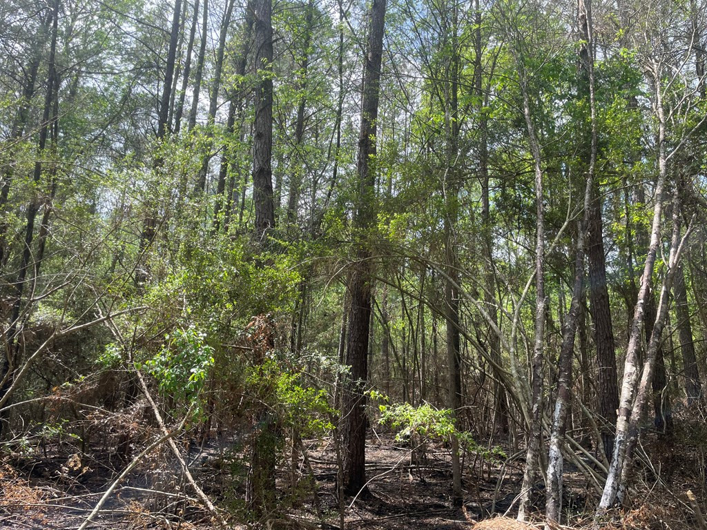 2687 Bethel Road Liberty, MS 39645 - Photo 15 of 17 Photo 15