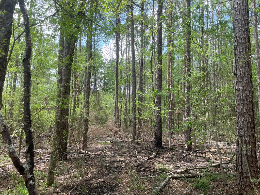 2687 Bethel Road Liberty, MS 39645 - Photo 7 of 17 Photo 7