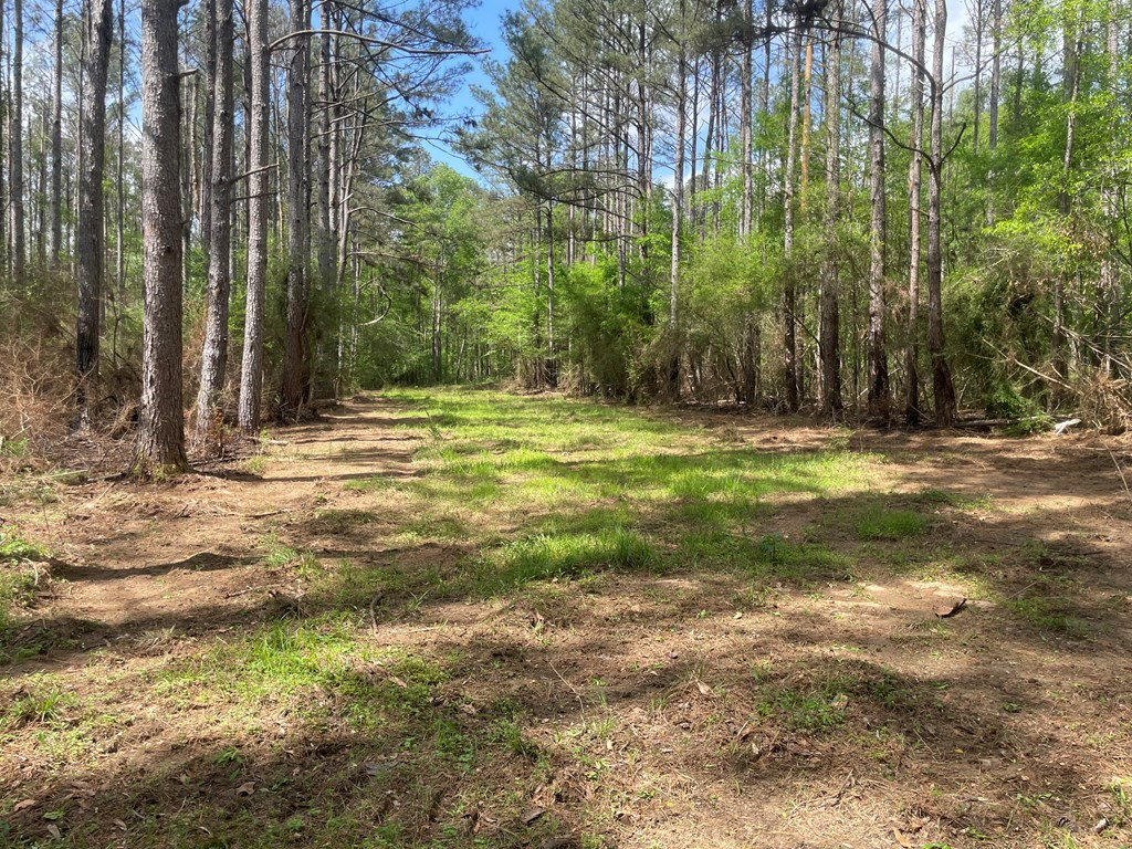 2687 Bethel Road Liberty, MS 39645 - Photo 9 of 17 Photo 9