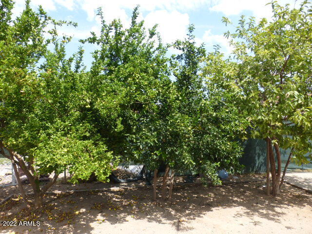 1612 West Darrel Road Phoenix, AZ 85041 - Photo 25 of 29 23 rear fruit trees