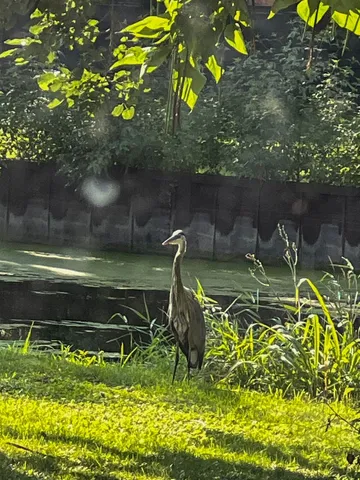 a wooden floor with a lake