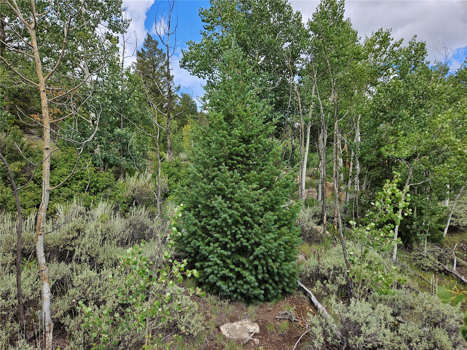 3062 Redhill Road Fairplay, CO 80440 - Photo 9 of 47 Gallery Image 9