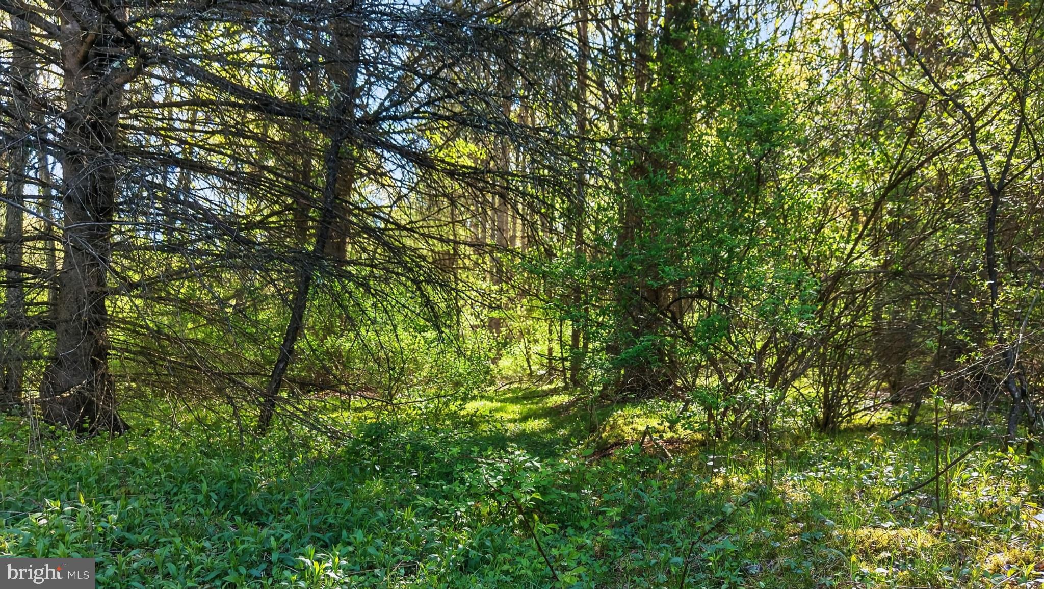 259 A A-Frame Road Coudersport, PA 16915 - Photo 117 of 130 Sunlit path through lush greenery.